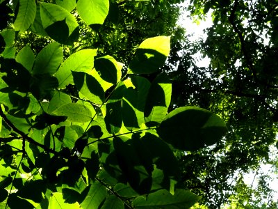 Noyer ... , Juglans sinensis, Juglandacées, Arboretum de C… 
