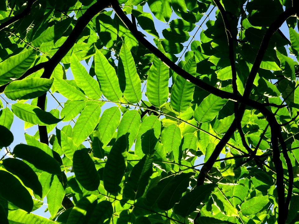 Cédrèle de Chine, Toona sinensis, Méliacées, Arboretum de … 