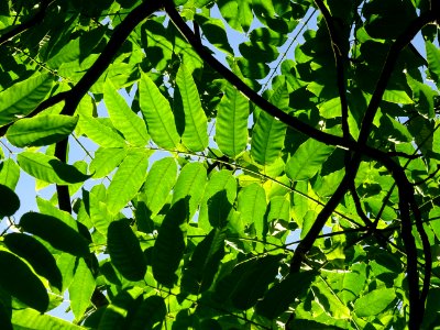 Cédrèle de Chine, Toona sinensis, Méliacées, Arboretum de … 
