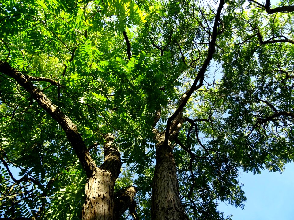 Tronc et branches du Cédrèle de Chine, Toona sinensis, Mél… 