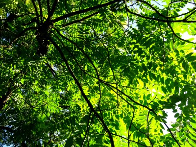 Cédrèle de Chine, Toona sinensis, Méliacées, Arboretum de … 
