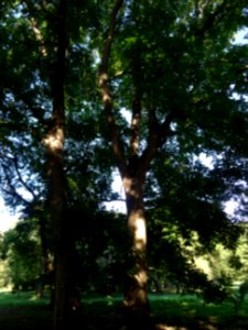 Noyer ... , Juglans sinensis, Juglandacées, Arboretum de C… 
