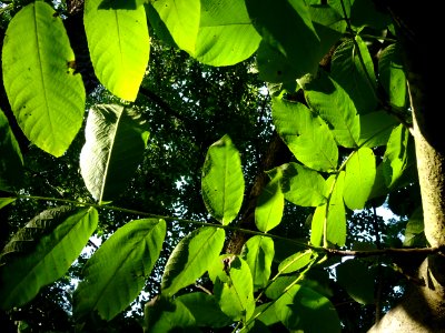 Noyer ... , Juglans sinensis, Juglandacées, Arboretum de C… 