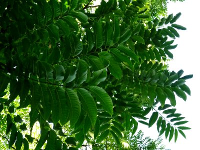 Cédrèle de Chine, Toona sinensis, Méliacées, Arboretum de … 