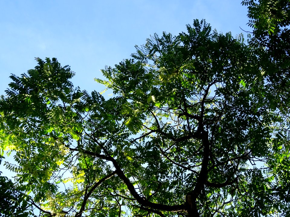 Cédrèle de Chine, Toona sinensis, Méliacées, Arboretum de … 