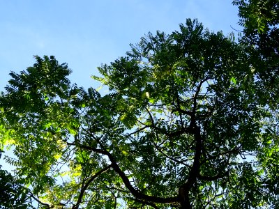 Cédrèle de Chine, Toona sinensis, Méliacées, Arboretum de … 