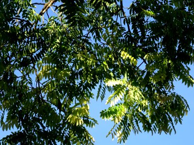 Cédrèle de Chine, Toona sinensis, Méliacées, Arboretum de … 