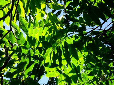 Cédrèle de Chine, Toona sinensis, Méliacées, Arboretum de … 