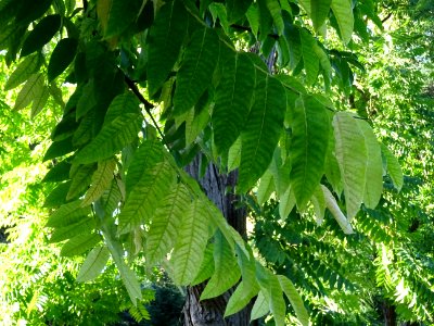 Cédrèle de Chine, Toona sinensis, Méliacées, Arboretum de … 