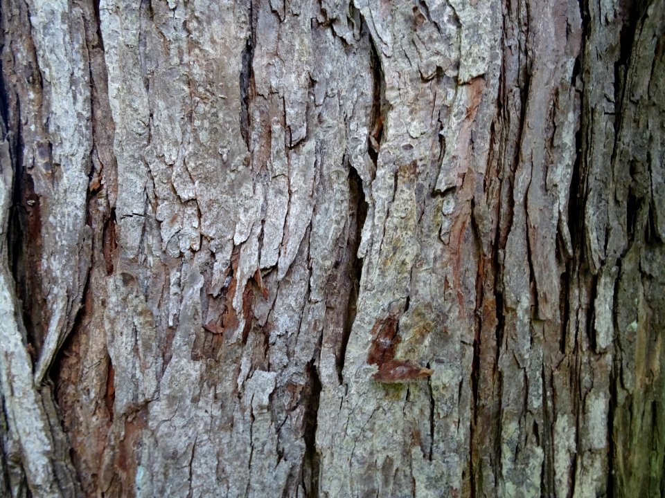 Ecorce du Cédrèle de Chine, Toona sinensis, Méliacées, Arb… 