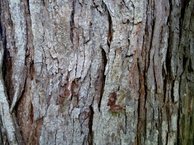 Ecorce du Cédrèle de Chine, Toona sinensis, Méliacées, Arb… 