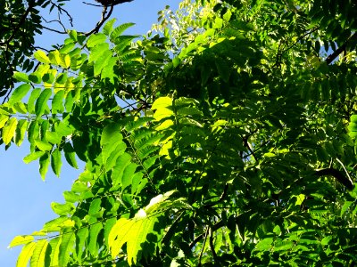Cédrèle de Chine, Toona sinensis, Méliacées, Arboretum de … 