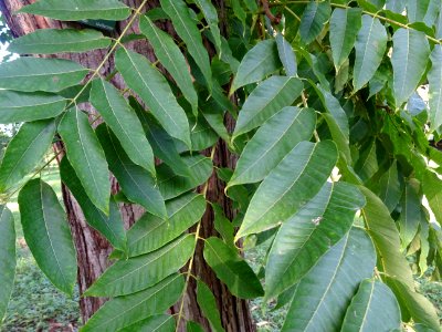 Cédrèle de Chine, Toona sinensis, Méliacées, Arboretum de … 