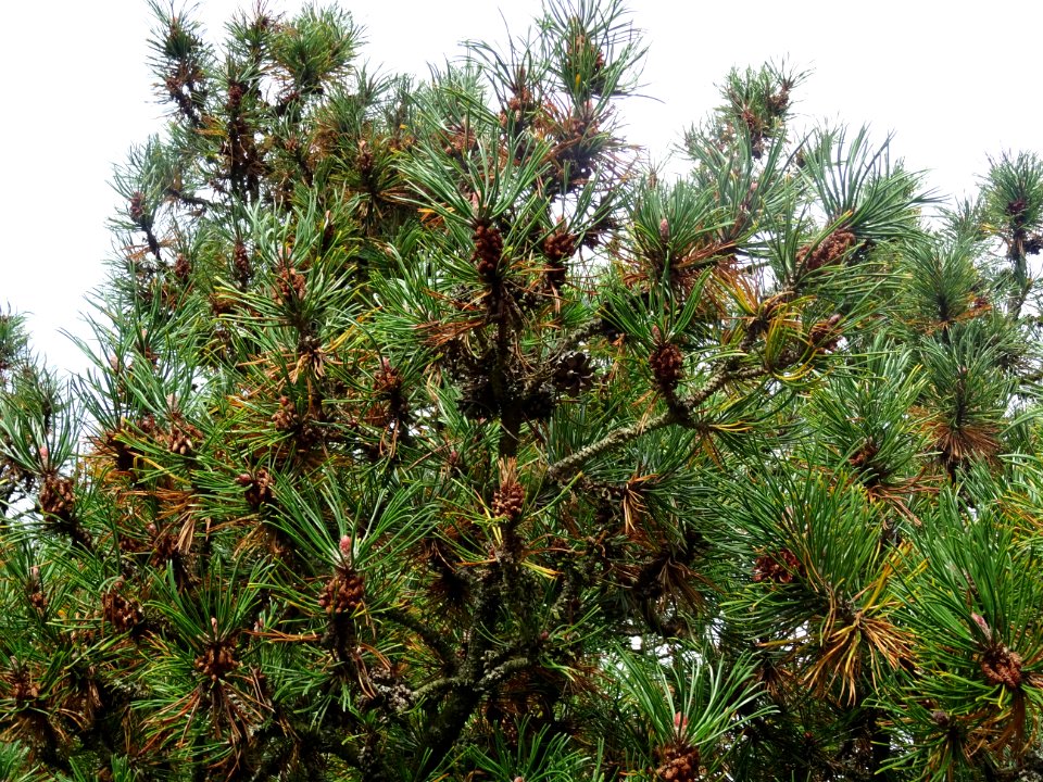 Pin de montagnes, Pinus mugo ssp pumilio, Pinacées, Arbore… 