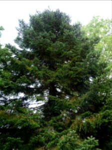 Sapin de Turquie, Abies bornmuelleriana, Pinacées, Arboret… 