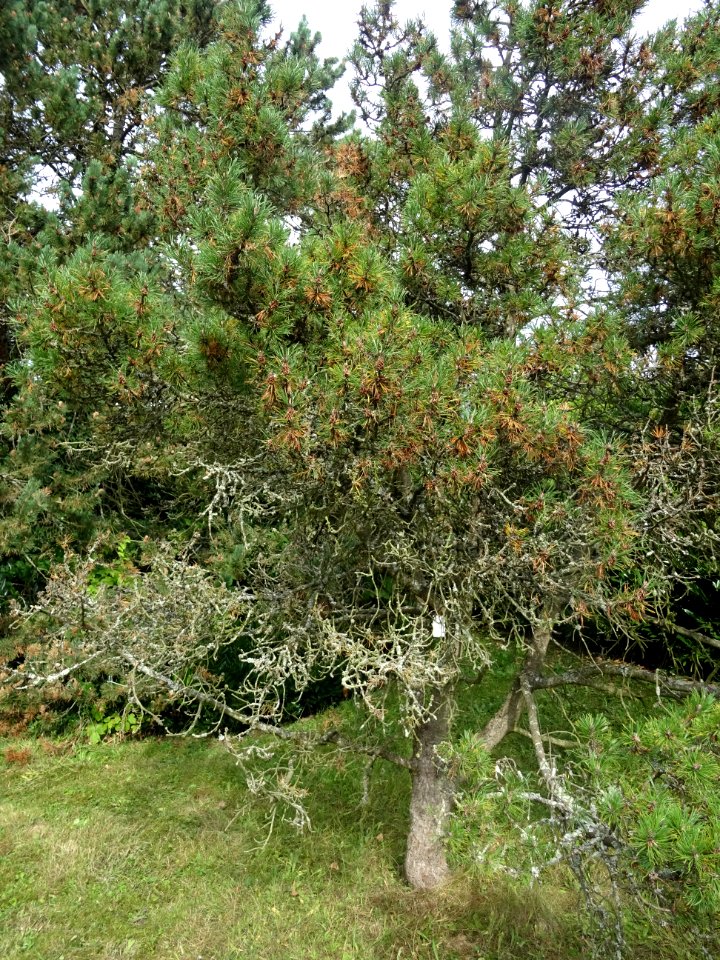 Pin de montagnes, Pinus mugo ssp pumilio, Pinacées, Arbore… 