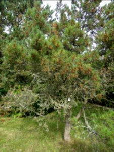 Pin de montagnes, Pinus mugo ssp pumilio, Pinacées, Arbore… 