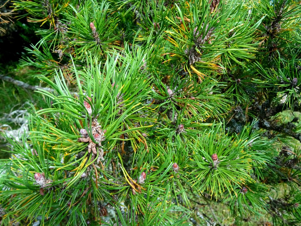 Pin de montagnes, Pinus mugo ssp pumilio, Pinacées, Arbore… 