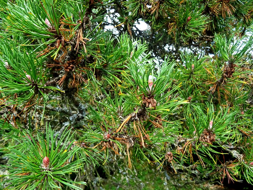 Pin de montagnes, Pinus mugo ssp pumilio, Pinacées, Arbore… 