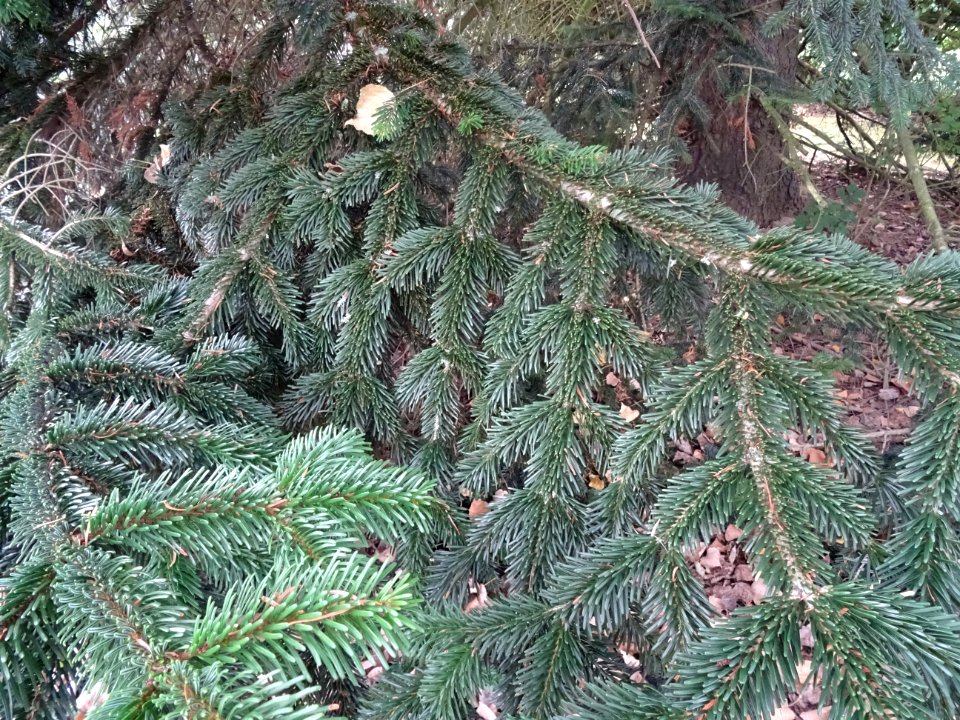 Sapin de Turquie, Abies bornmuelleriana, Pinacées, Arboret… 