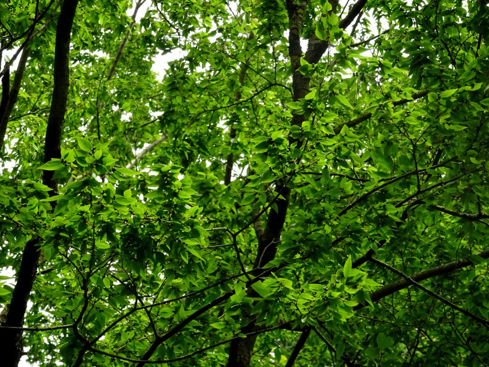 Zelkova du Japon ou Orme du Japon, Zelkova serrata, Ulmacé… 