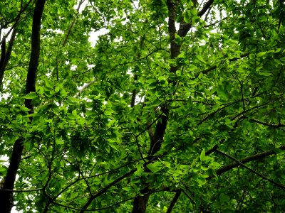 Zelkova du Japon ou Orme du Japon, Zelkova serrata, Ulmacé… 