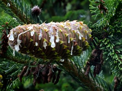 Cône du Sapin de Turquie, Abies bornmuelleriana, Pinacées,… 