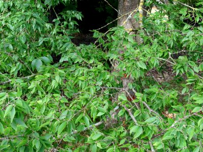 Zelkova du Japon ou Orme du Japon, Zelkova serrata, Ulmacé… 