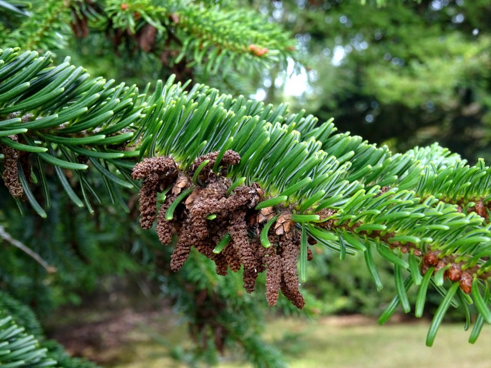 Sapin de Turquie, Abies bornmuelleriana, Pinacées, Arboret… 