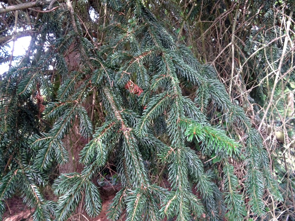 Sapin de Turquie, Abies bornmuelleriana, Pinacées, Arboret… 