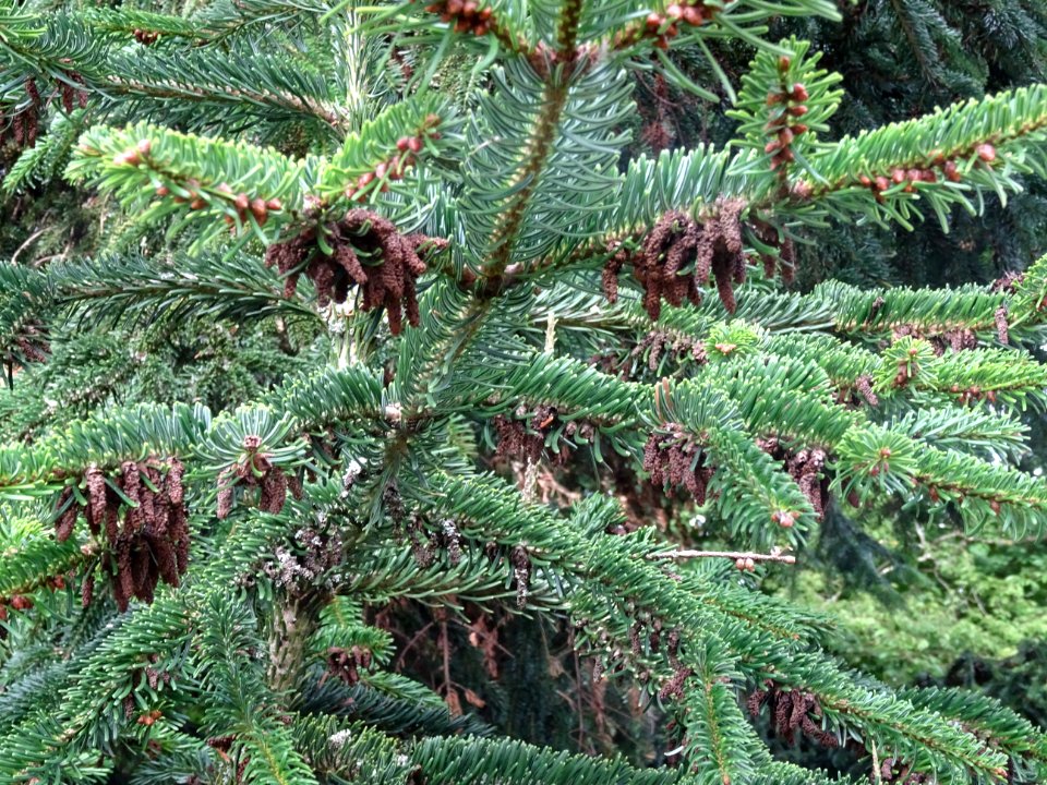 Sapin de Turquie, Abies bornmuelleriana, Pinacées, Arboret… 