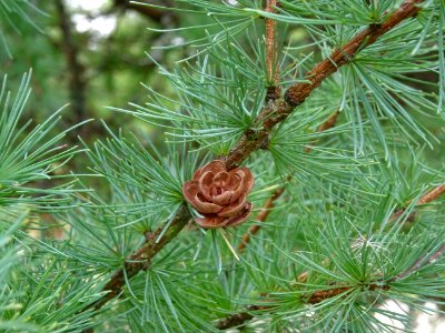 Mélèze boule, Larix laricina, Pinacées, Arboretum de Chèvr… 