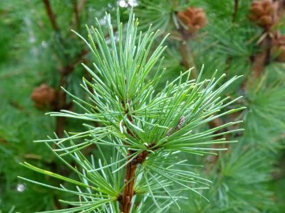 Mélèze boule, Larix laricina, Pinacées, Arboretum de Chèvr… 