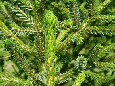 Epicéa pourpre, Picea purpurea, Pinacées, Arboretum de Chè… 