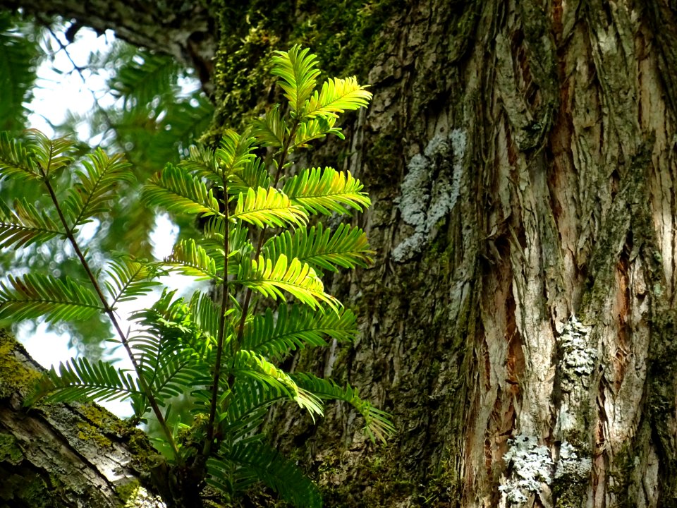 Métaséquoia du Sechuan, Metasequoia glyptostroboides, Taxo… 