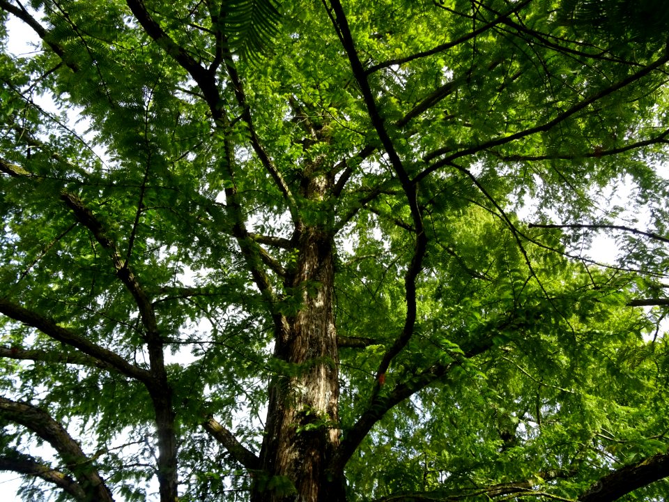 Tronc et branches du Métaséquoia du Sechuan, Metasequoia g… 