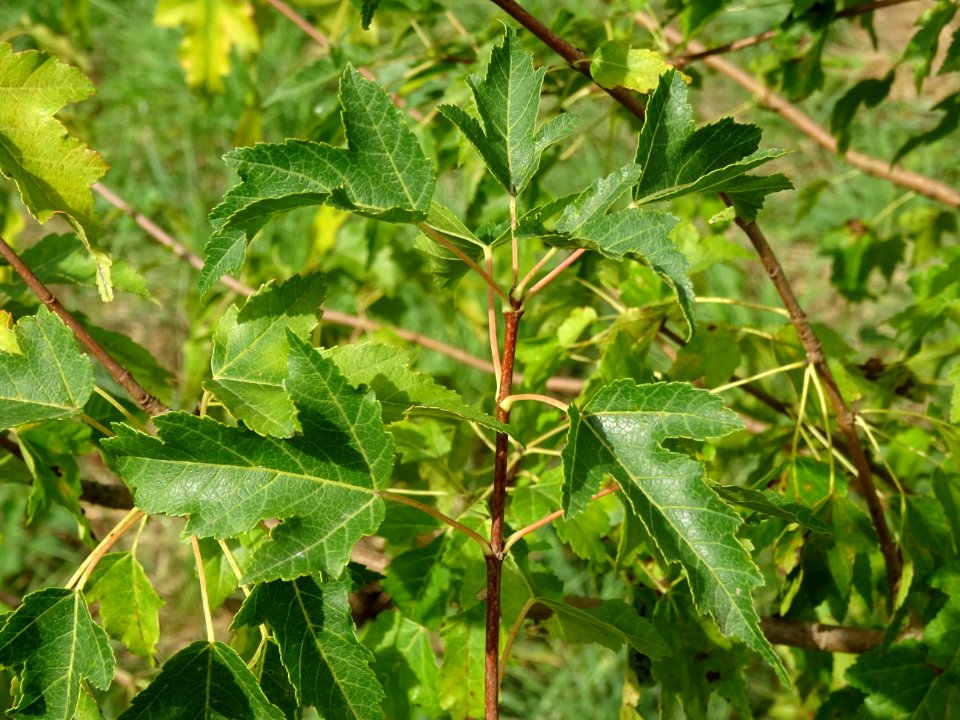 Erable à feuilles de bouleau, Acer tetramerum ou Acer stac… 