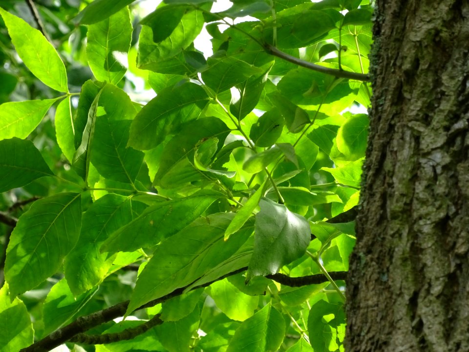 Frêne rouge de Pennsylvanie, Fraxinus pennsylvanica, Oléac… 
