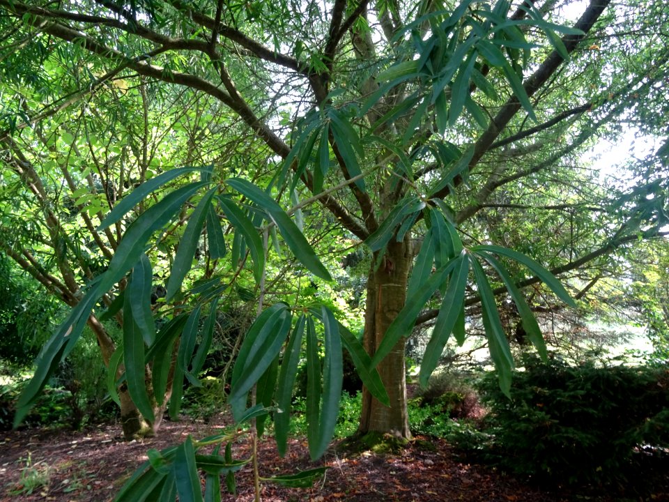 Chêne saule, Quercus phellos, Fagacées, Arboretum de Chèvr… 
