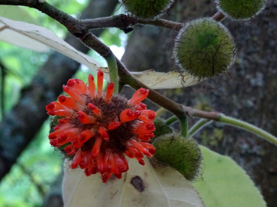 Murier à papier, Broussonetia papyrifera, Moracées, Arbore… 