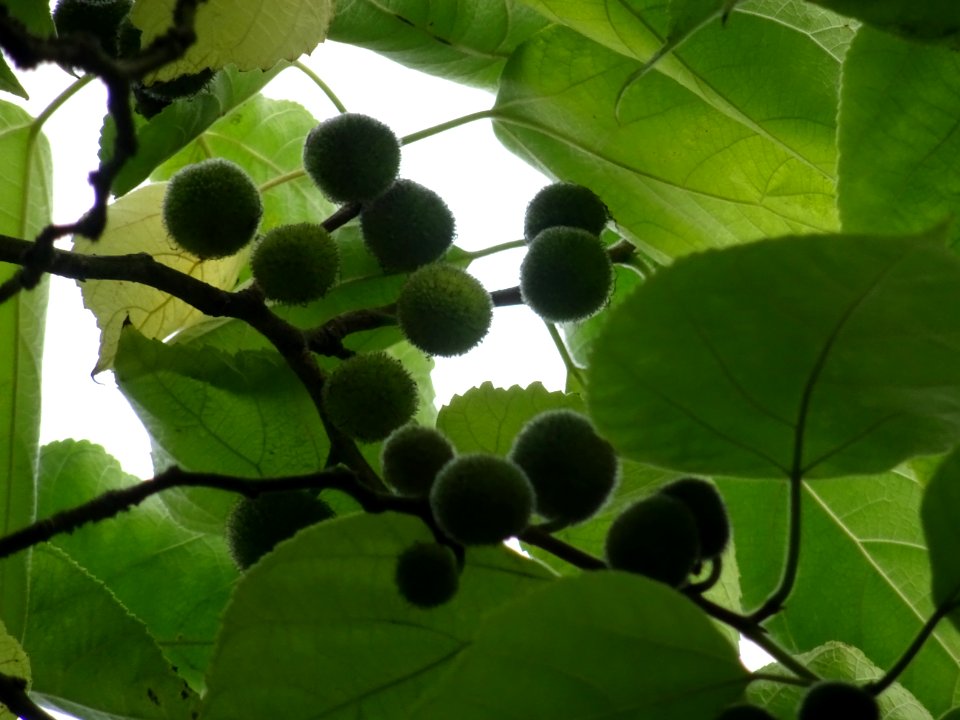 Murier à papier, Broussonetia papyrifera, Moracées, Arbore… 