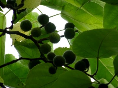 Murier à papier, Broussonetia papyrifera, Moracées, Arbore… 