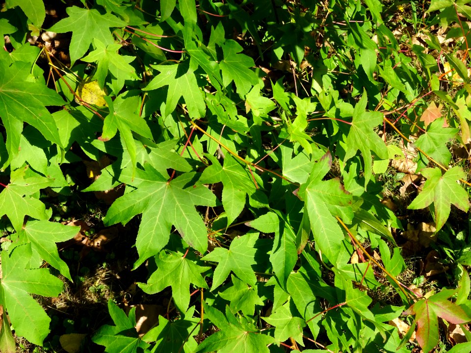 Liquidambar ou Copalme d'Amérique, Liquidambar styraciflua… 