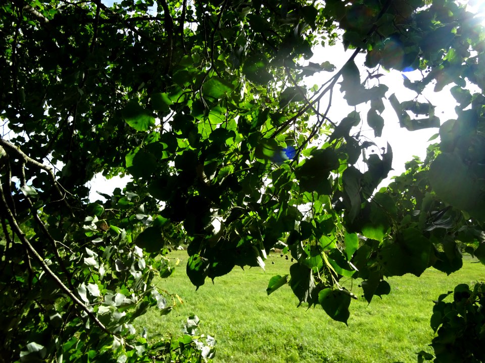 Tilleul de Chine, Tilia chinensis, Tiliacées, Arboretum de… 