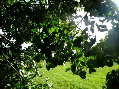 Tilleul de Chine, Tilia chinensis, Tiliacées, Arboretum de… 