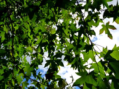 Liquidambar ou Copalme d'Amérique, Liquidambar styraciflua… 