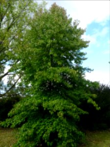 Liquidambar ou Copalme d'Amérique, Liquidambar styraciflua… 