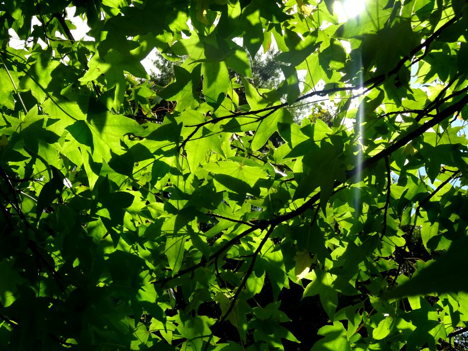 Liquidambar ou Copalme d'Amérique, Liquidambar styraciflua… 