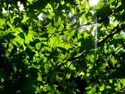 Liquidambar ou Copalme d'Amérique, Liquidambar styraciflua… 