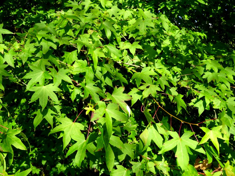 Liquidambar ou Copalme d'Amérique, Liquidambar styraciflua… 